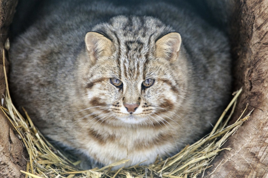 Амурский Лесной кот с котятами