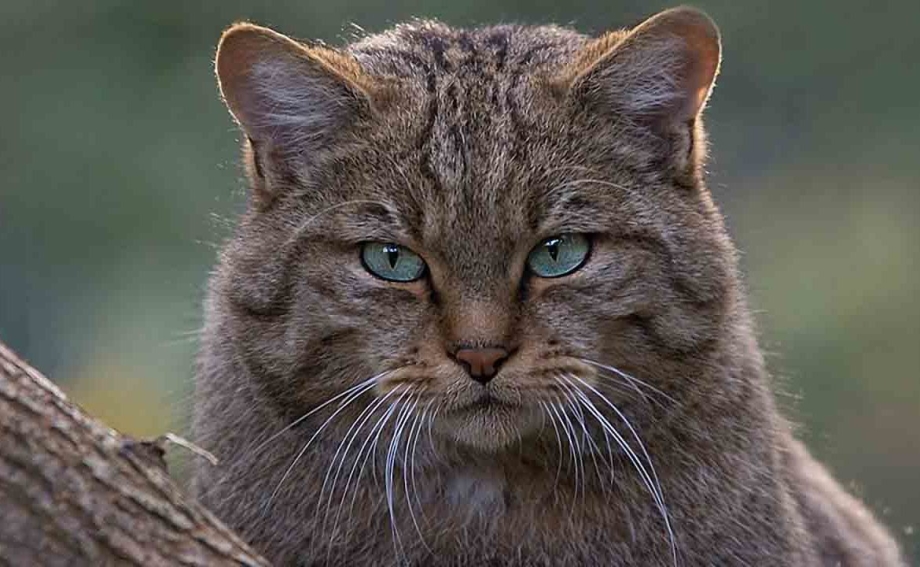 Дикий Сибирский камышовый кот