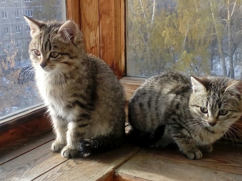 Дальневосточный кот рыболов