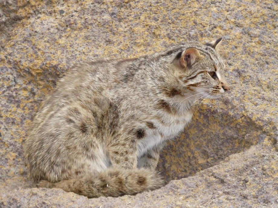 Европейский Лесной кот камышовый