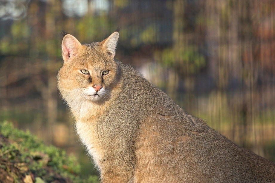 Кошка-рыболов Prionailurus viverrinus