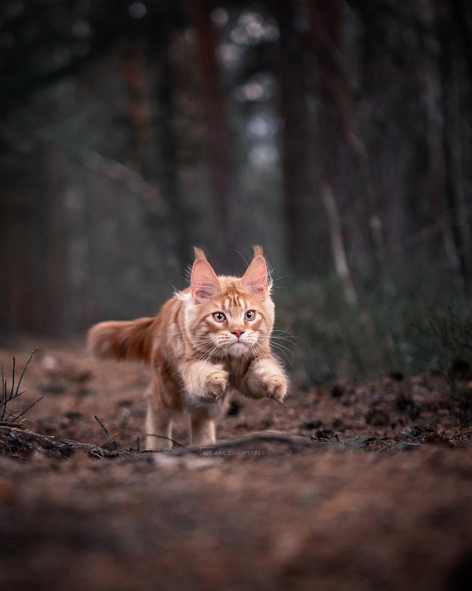 Лесной кот Мейн кун