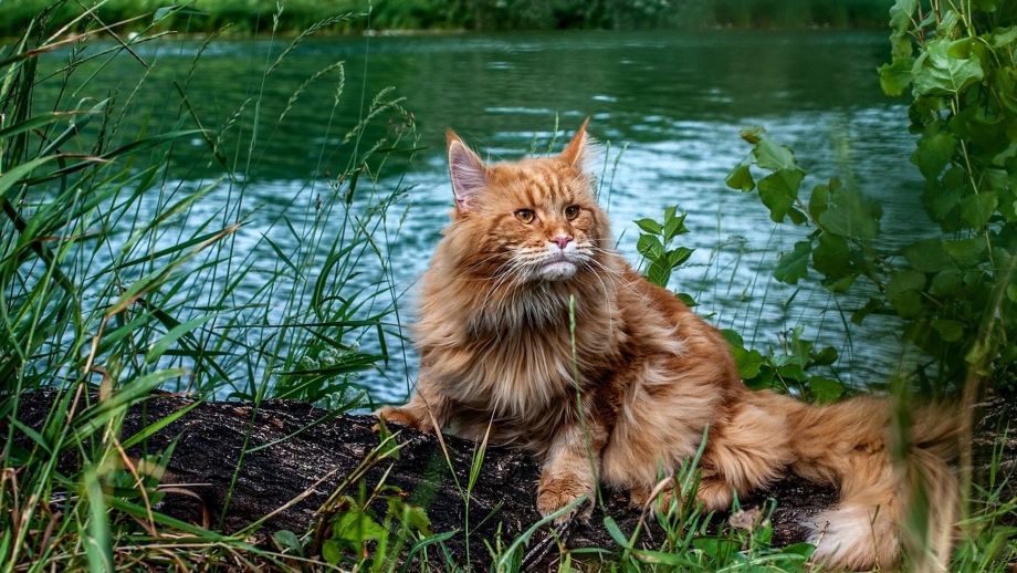 Мейн куны в дикой природе