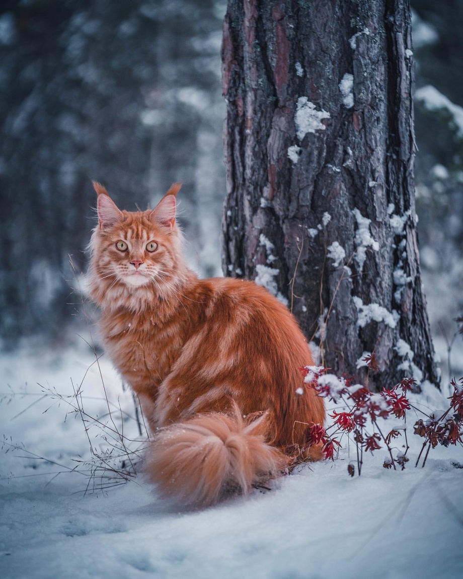 Коты Воители Мейн кун