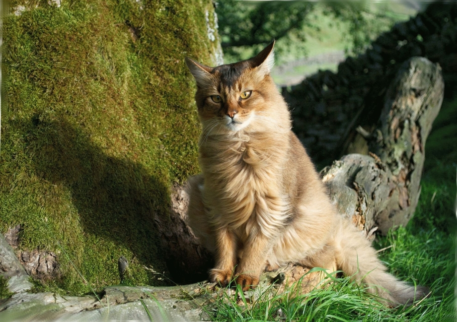 Сомалийская Лесная кошка