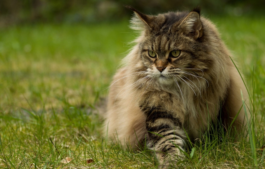 Вислоухая енотовидная кошка