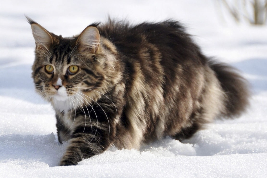 Дикая Норвежская Лесная кошка