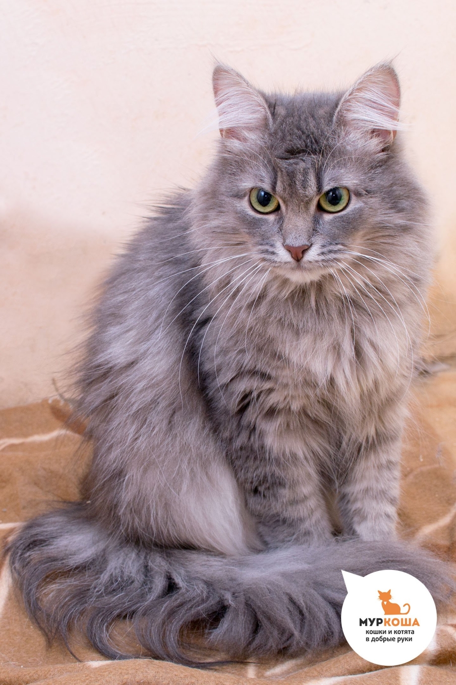 Сибирская кошка серая дымчатая