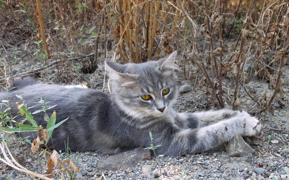 Светло серая кошка