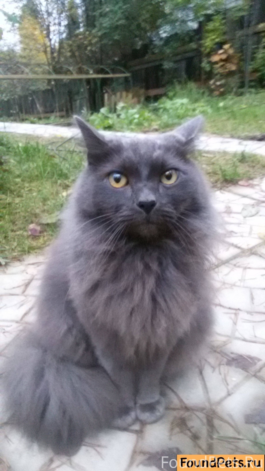 Сибирский кот пепельный