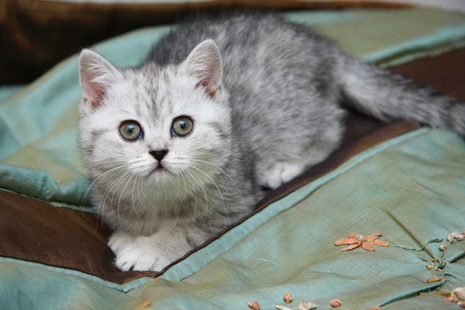 Британская пепельная кошка