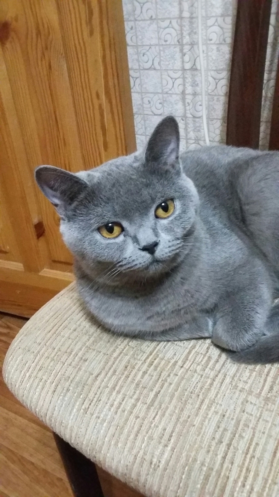 Шотландский кот прямоухий пепельный