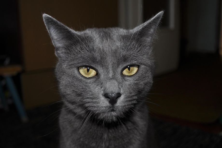 Пепельный окрас кошки