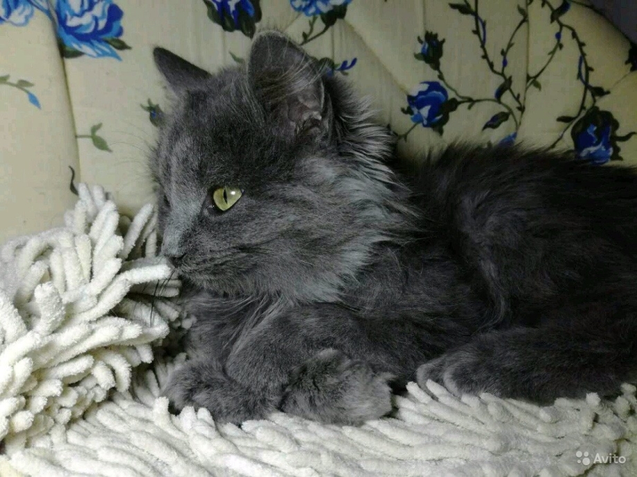 Кошка темно пепельный