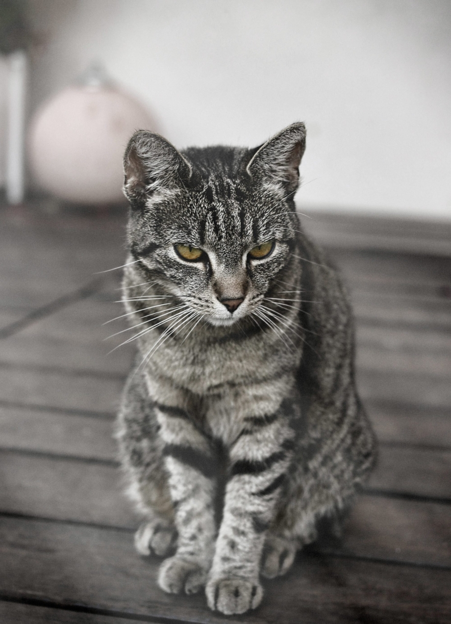 Сибирский кот серый