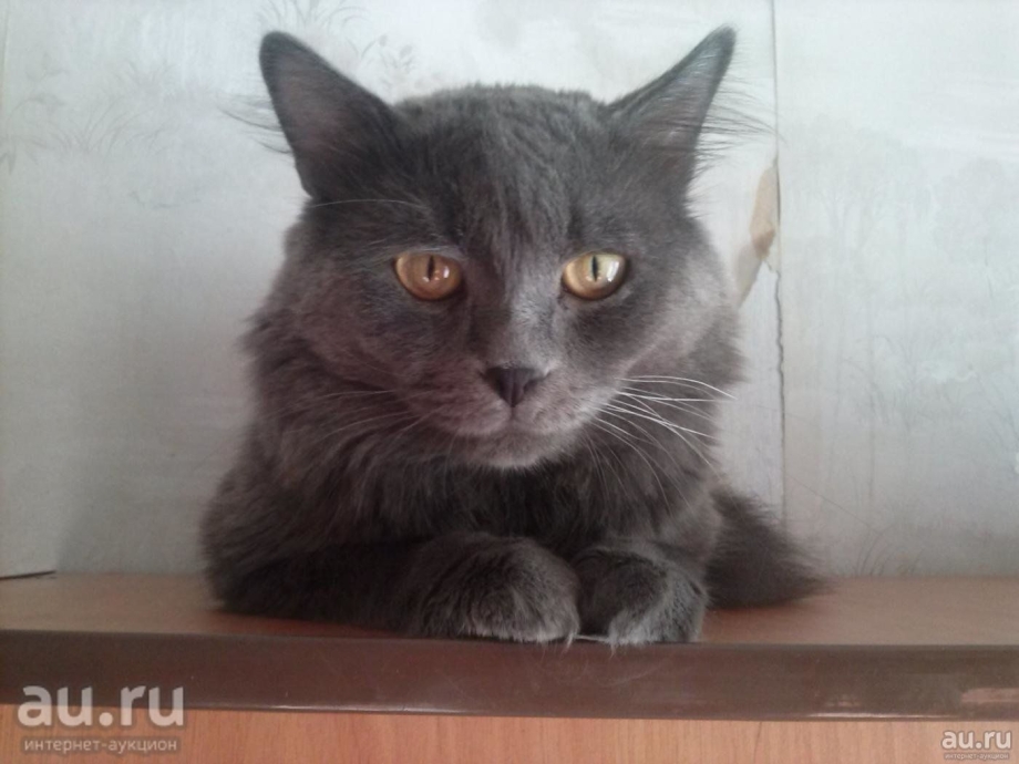 Кот пепельного окраса