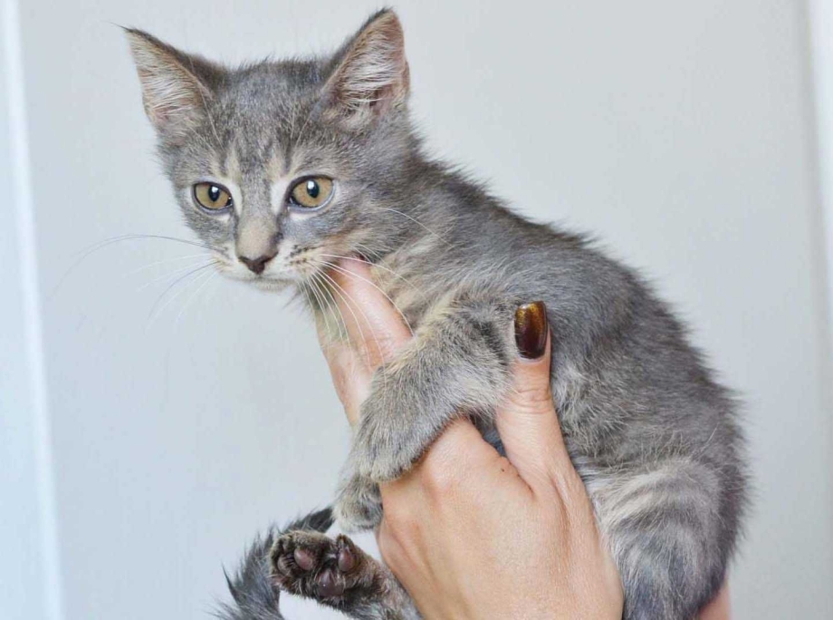Серый котёнок