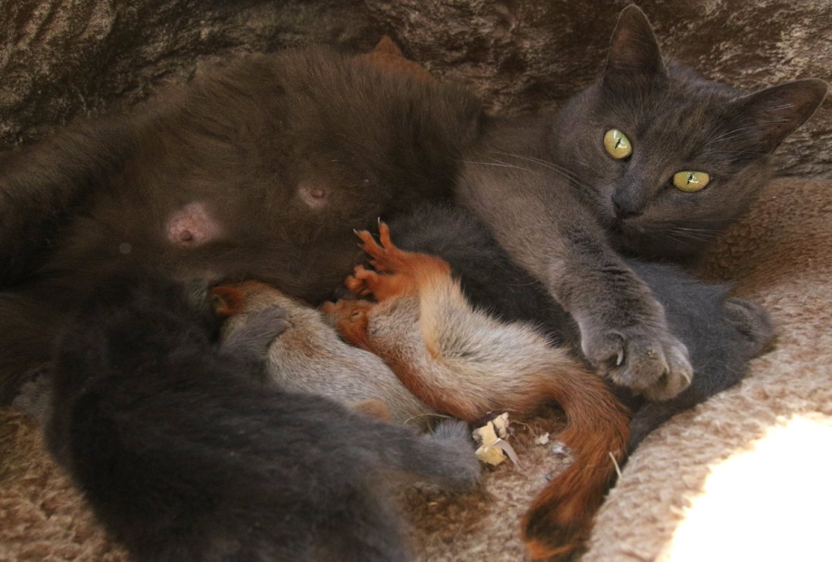 Кошка Пуша и бельчата
