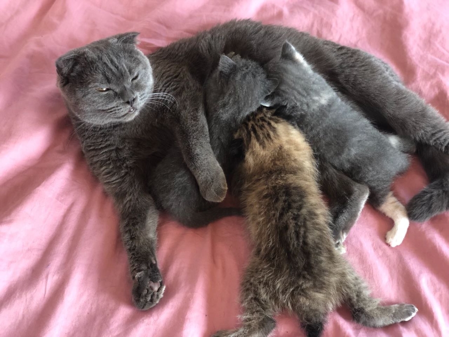 Кошка выкормила рысенка