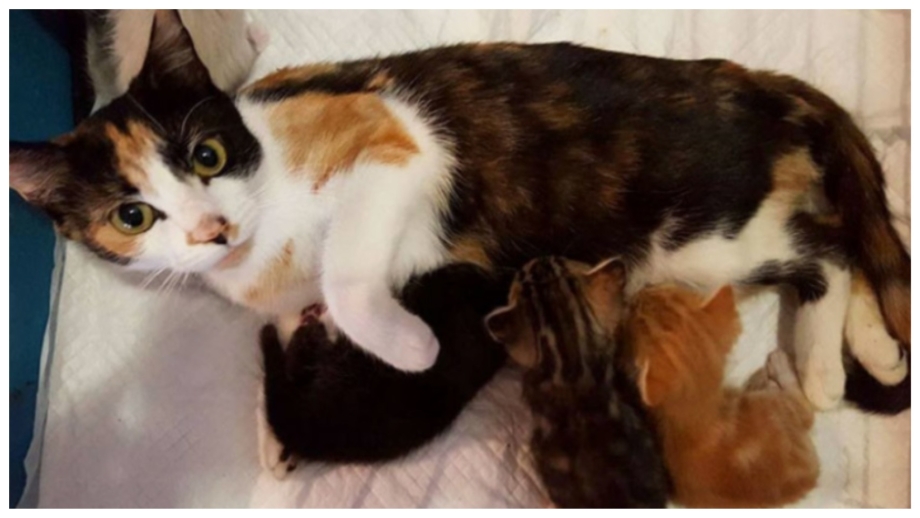 Кошка съела своих котят