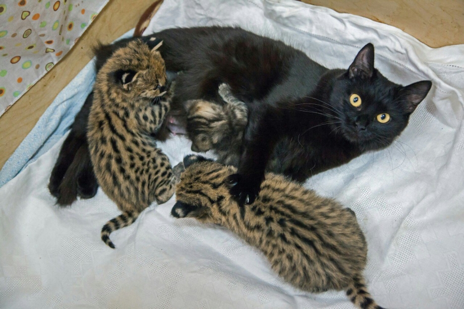 Кошки выкармливают других животных