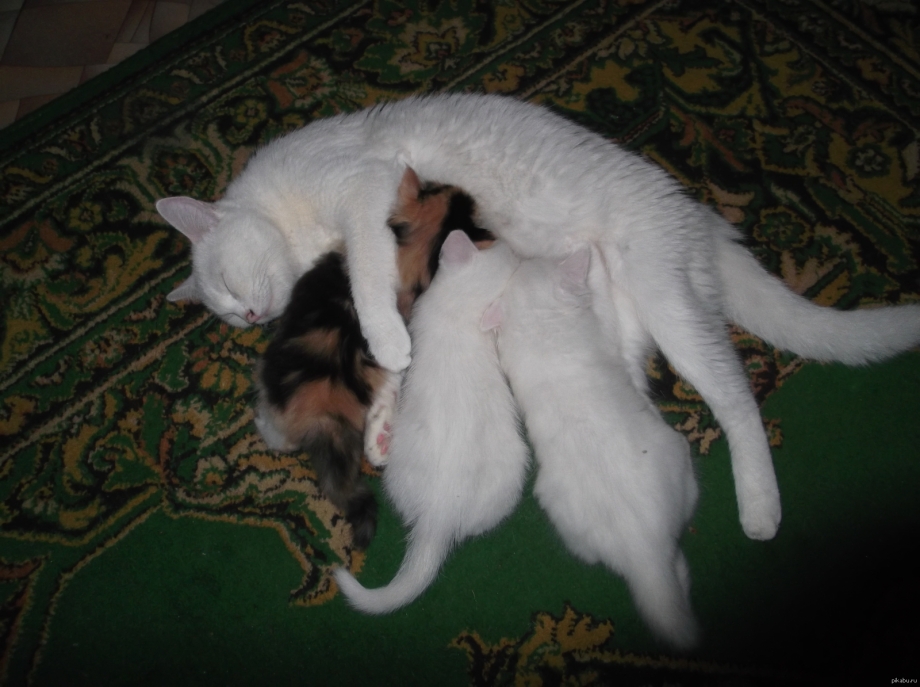 Кошка кормит котят