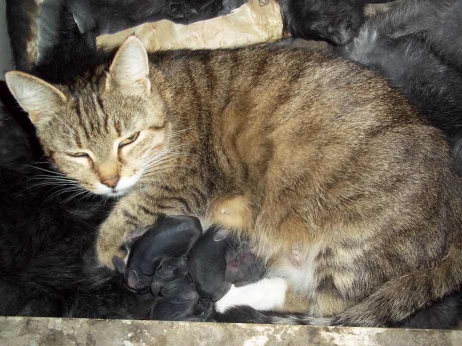 Кормящая кошка