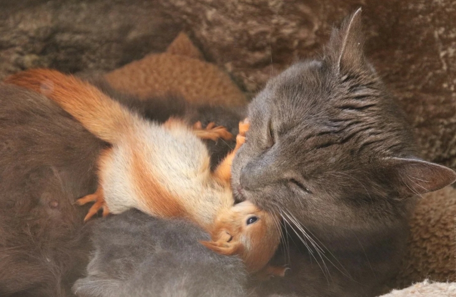 Кошка выкормила бельчат