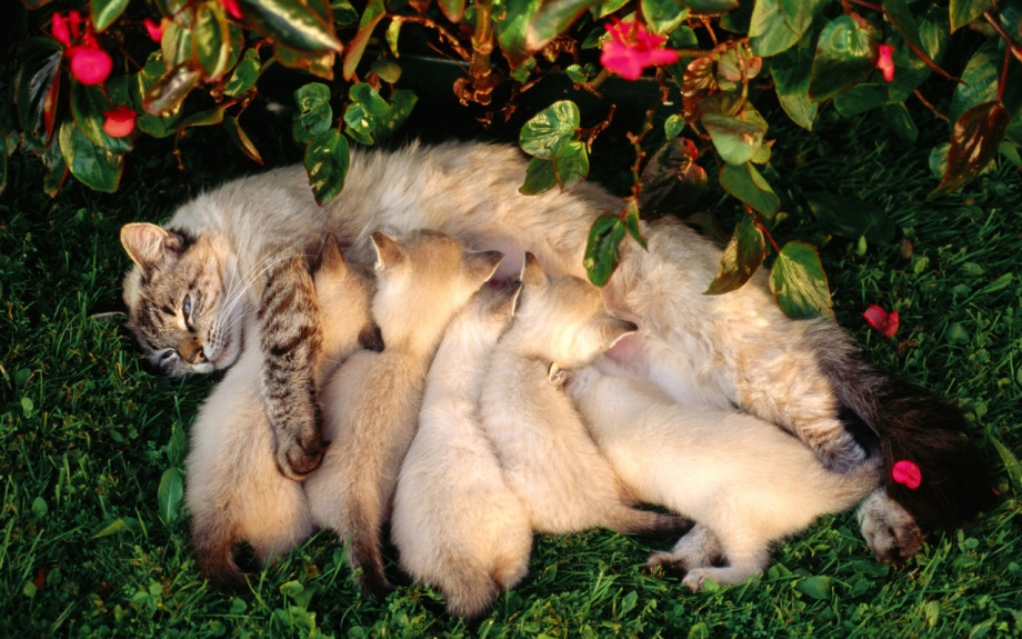 Кошка с котятами