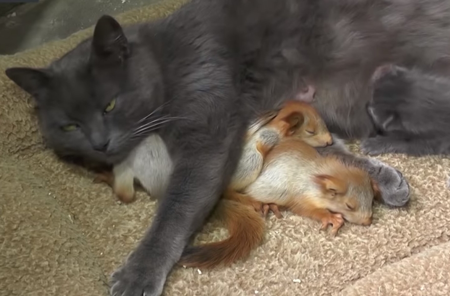 Кошка усыновила бельчат