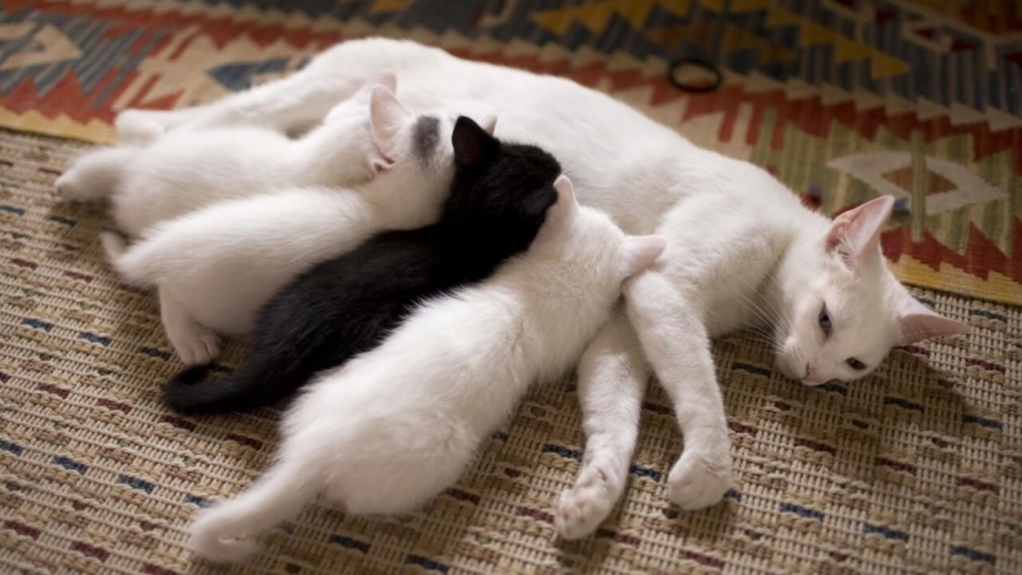 Кошка Вася маленький котенок