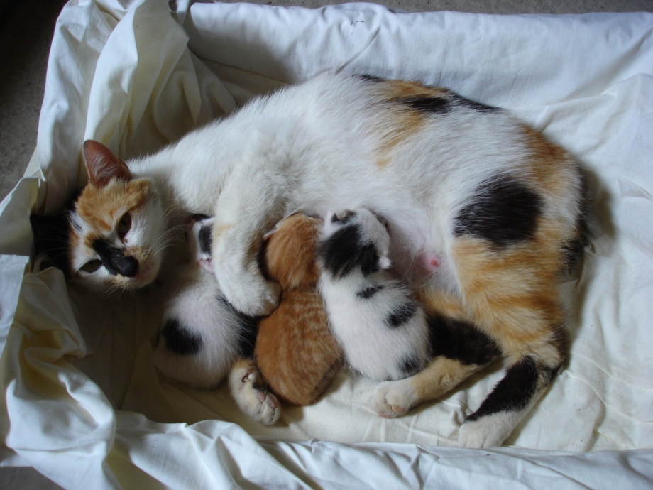 Белая кошка с котятами