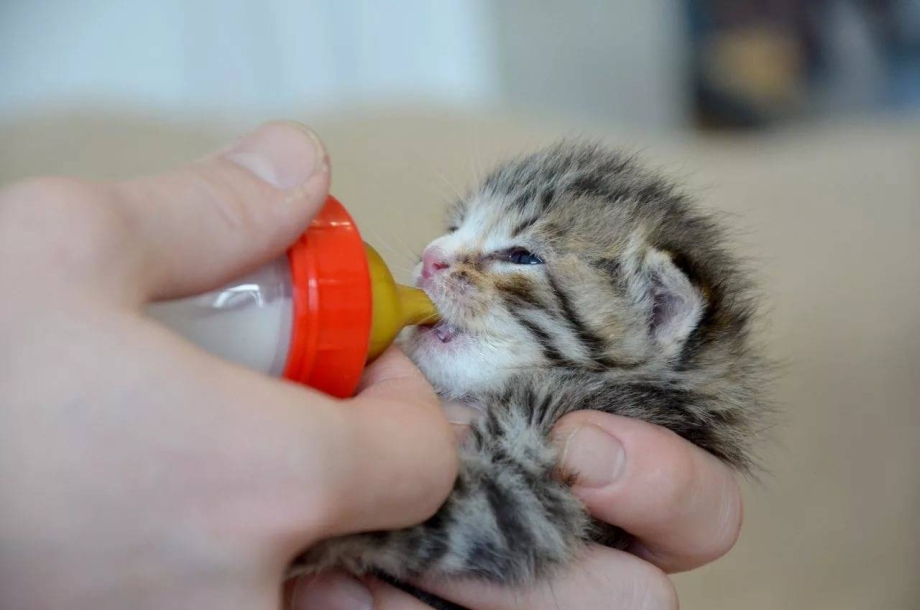 Многодетная мама кошка