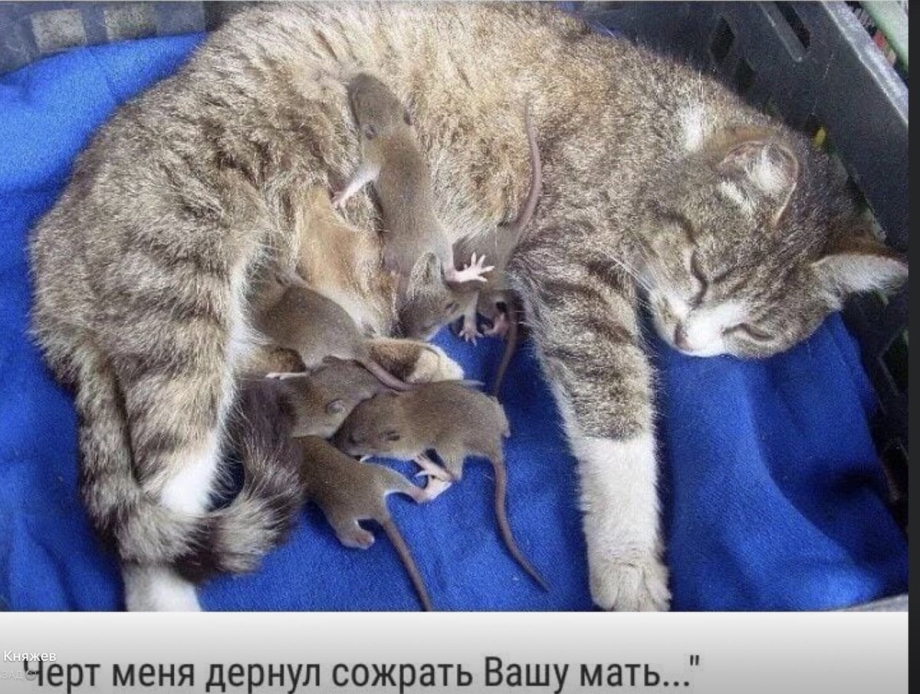 Вскармливание новорожденных котят