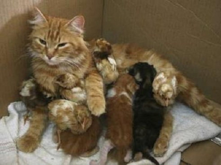 Кошка с новорожденными котятами