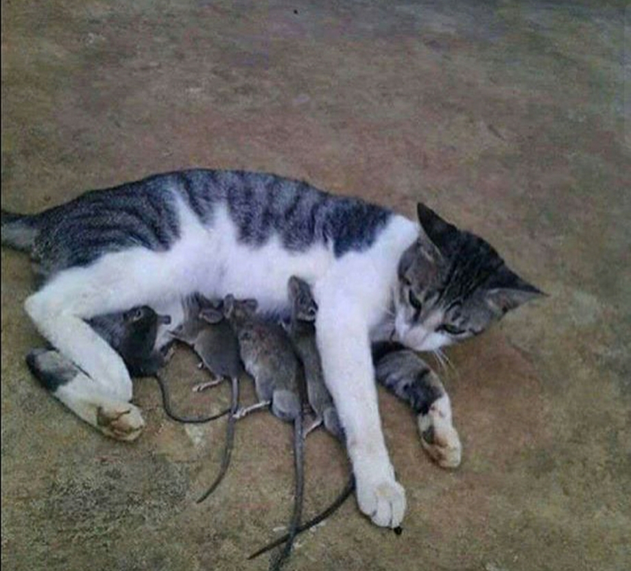 Мама кошка кормит котят