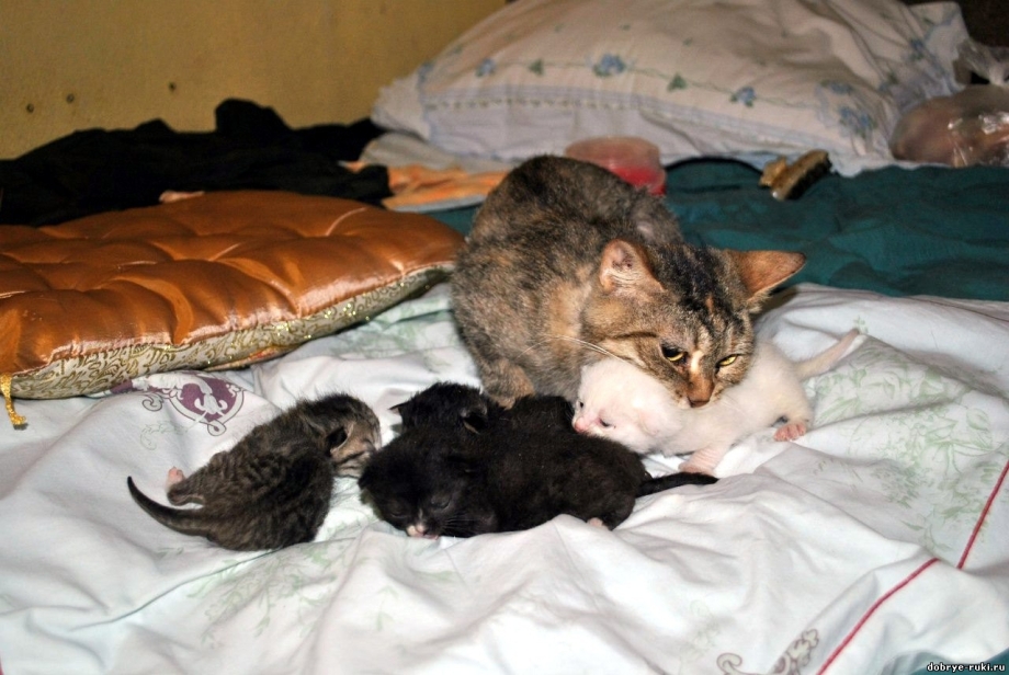 Кошка кормит котят