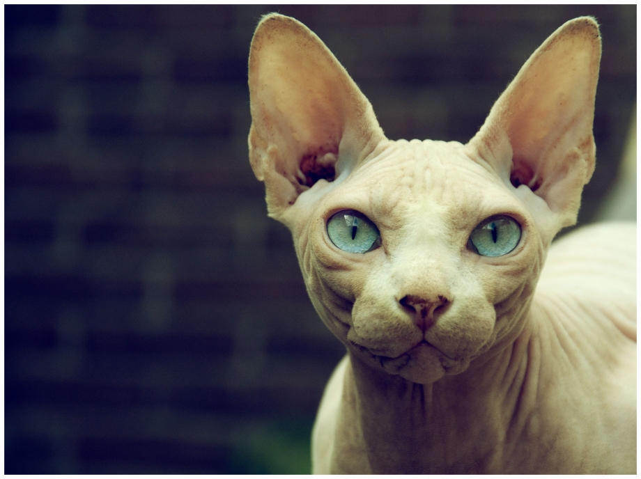 Сфинкс кот