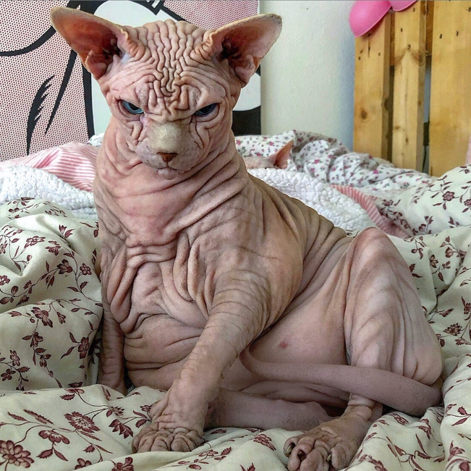 Сфинкс кошка морщинистая