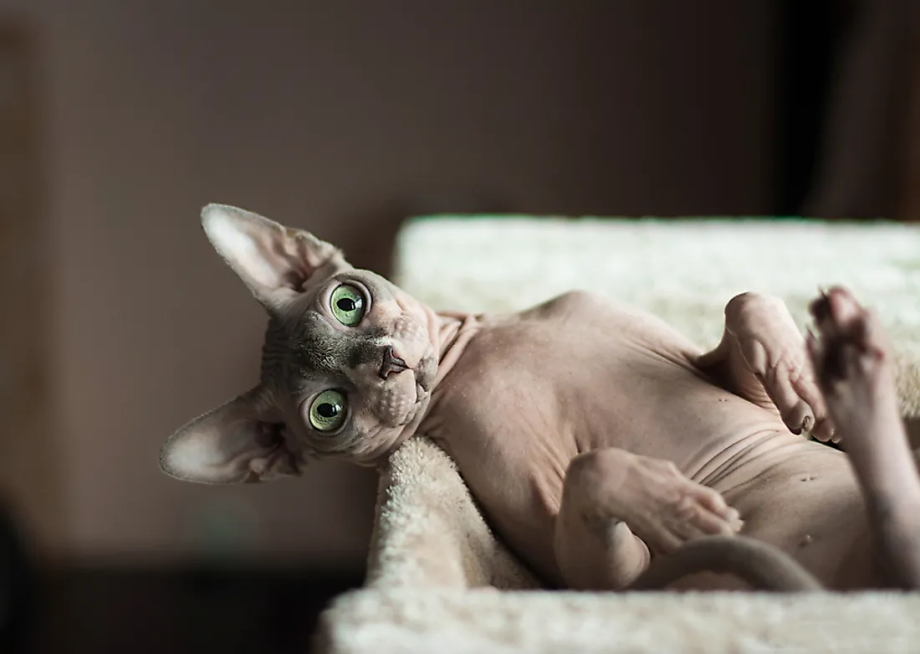 Сфинкс кот