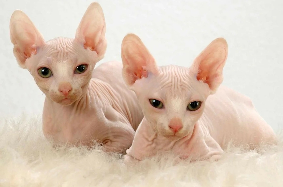 Сфинкс кот