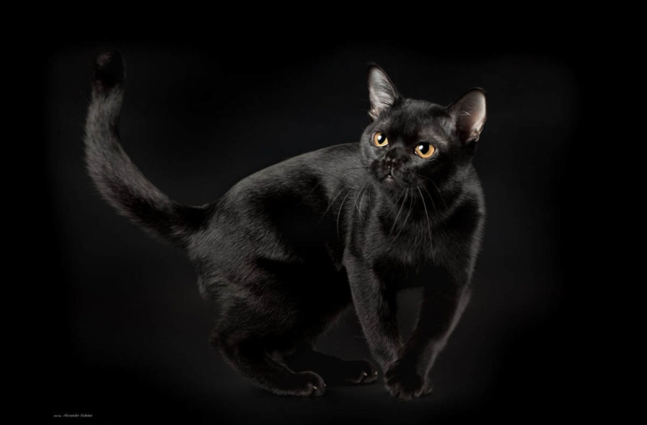 Бомбейская черная кошка