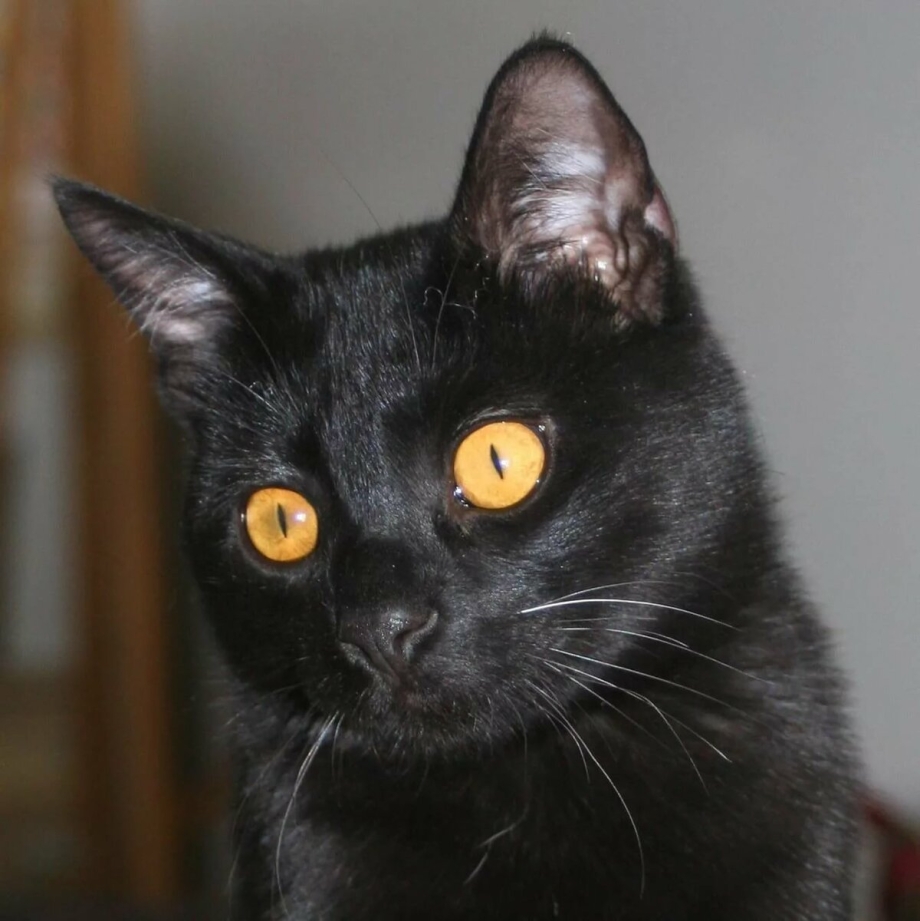 Бомбейская кошка