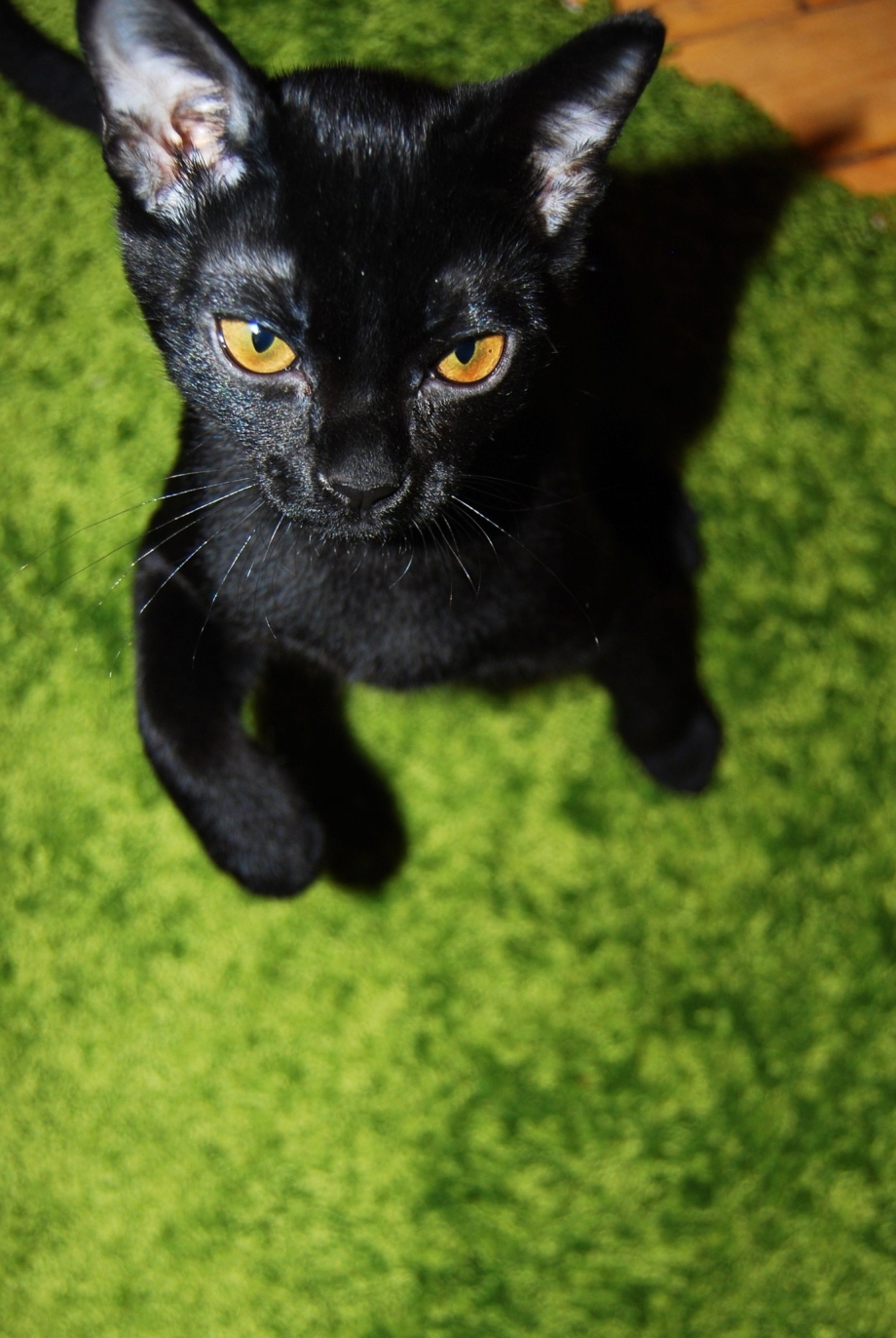 Кошка породы Бомбей