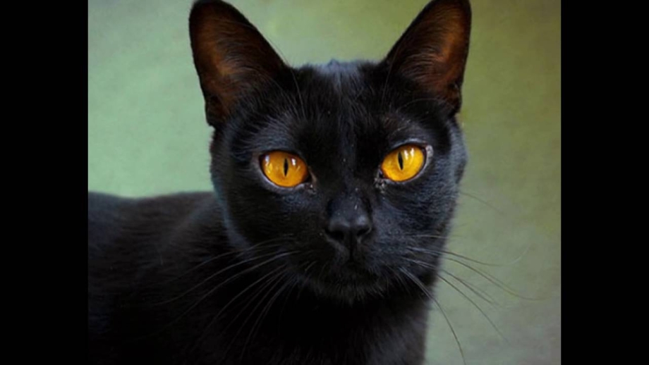 Бомбейская черная кошка