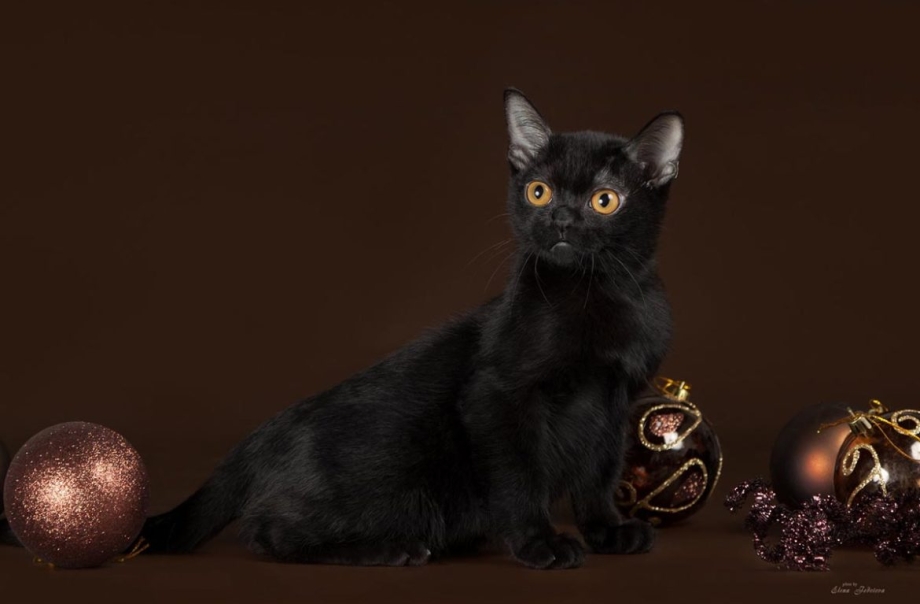 Бомбейская кошка