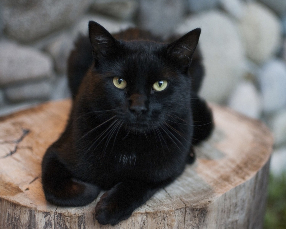 Бомбейская кошка