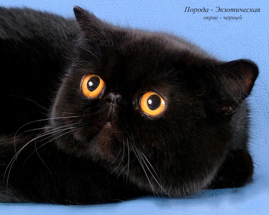 Бомбейская кошка