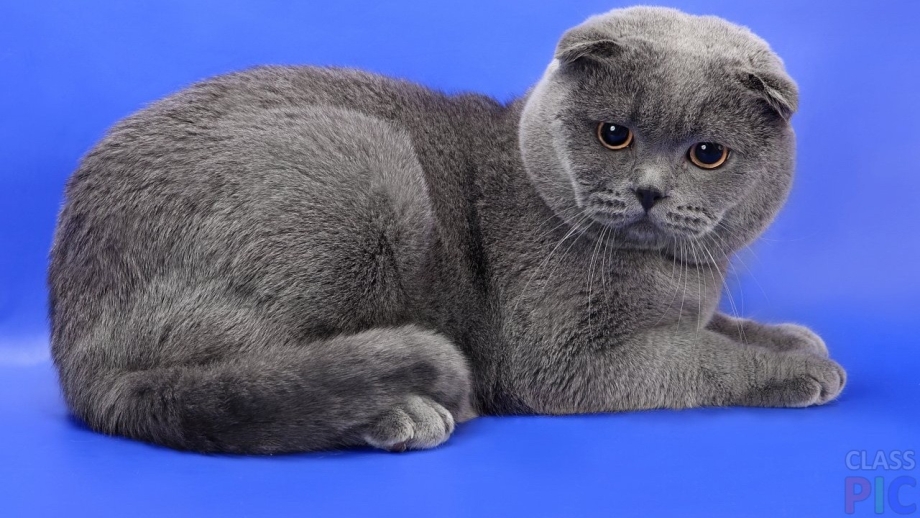 Скотишфолд котята