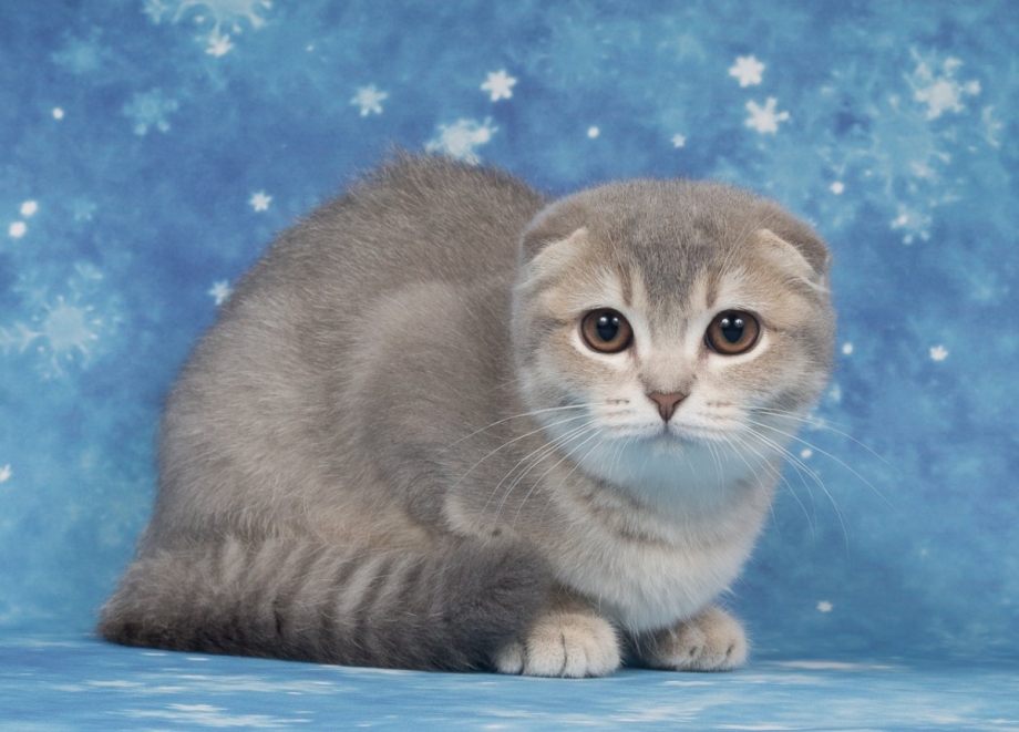 Шотландская вислоухая кошка